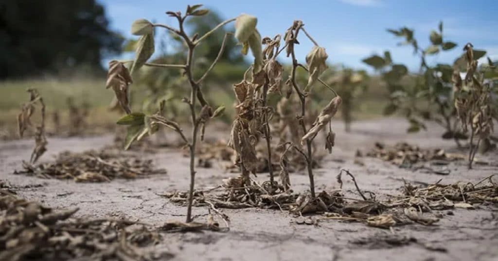 desastre agropecuario chaco sequia